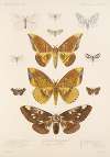 Insecta Lepidoptera-Heterocera Pl 079