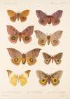 Insecta Lepidoptera-Heterocera Pl 081