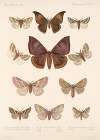 Insecta Lepidoptera-Heterocera Pl 082