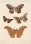 Insecta Lepidoptera-Heterocera Pl 083