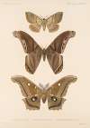 Insecta Lepidoptera-Heterocera Pl 084