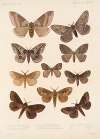 Insecta Lepidoptera-Heterocera Pl 085