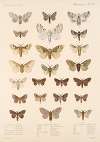 Insecta Lepidoptera-Heterocera Pl 086