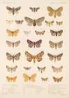 Insecta Lepidoptera-Heterocera Pl 087
