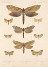Insecta Lepidoptera-Heterocera Pl 089
