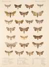 Insecta Lepidoptera-Heterocera Pl 090