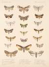 Insecta Lepidoptera-Heterocera Pl 091