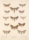 Insecta Lepidoptera-Heterocera Pl 092