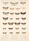 Insecta Lepidoptera-Heterocera Pl 093