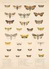 Insecta Lepidoptera-Heterocera Pl 094