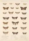 Insecta Lepidoptera-Heterocera Pl 096