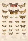 Insecta Lepidoptera-Heterocera Pl 097