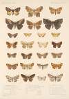 Insecta Lepidoptera-Heterocera Pl 098