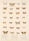 Insecta Lepidoptera-Heterocera Pl 099