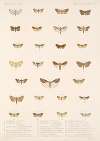 Insecta Lepidoptera-Heterocera Pl 100