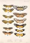 Insecta Lepidoptera-Rhopalocera Pl 001