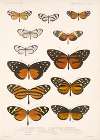 Insecta Lepidoptera-Rhopalocera Pl 002