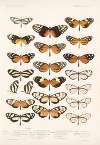 Insecta Lepidoptera-Rhopalocera Pl 003
