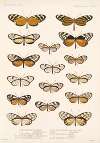 Insecta Lepidoptera-Rhopalocera Pl 004