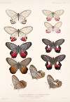 Insecta Lepidoptera-Rhopalocera Pl 006