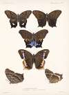 Insecta Lepidoptera-Rhopalocera Pl 007