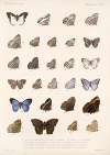Insecta Lepidoptera-Rhopalocera Pl 008