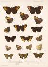 Insecta Lepidoptera-Rhopalocera Pl 009