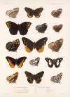 Insecta Lepidoptera-Rhopalocera Pl 010