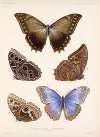 Insecta Lepidoptera-Rhopalocera Pl 011