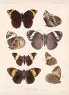 Insecta Lepidoptera-Rhopalocera Pl 012