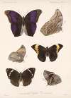 Insecta Lepidoptera-Rhopalocera Pl 013