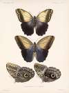 Insecta Lepidoptera-Rhopalocera Pl 014