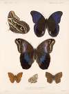 Insecta Lepidoptera-Rhopalocera Pl 015