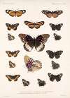 Insecta Lepidoptera-Rhopalocera Pl 019