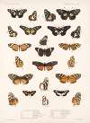 Insecta Lepidoptera-Rhopalocera Pl 020