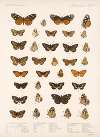 Insecta Lepidoptera-Rhopalocera Pl 021
