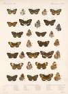 Insecta Lepidoptera-Rhopalocera Pl 022