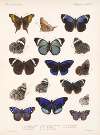 Insecta Lepidoptera-Rhopalocera Pl 023