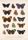 Insecta Lepidoptera-Rhopalocera Pl 024