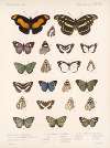 Insecta Lepidoptera-Rhopalocera Pl 025