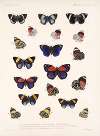 Insecta Lepidoptera-Rhopalocera Pl 026