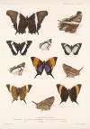 Insecta Lepidoptera-Rhopalocera Pl 028