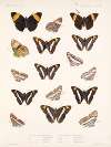 Insecta Lepidoptera-Rhopalocera Pl 029