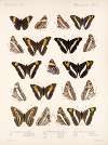 Insecta Lepidoptera-Rhopalocera Pl 030
