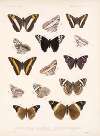 Insecta Lepidoptera-Rhopalocera Pl 031