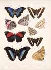 Insecta Lepidoptera-Rhopalocera Pl 032