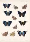 Insecta Lepidoptera-Rhopalocera Pl 033