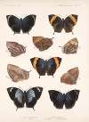 Insecta Lepidoptera-Rhopalocera Pl 034