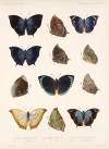 Insecta Lepidoptera-Rhopalocera Pl 035