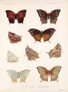 Insecta Lepidoptera-Rhopalocera Pl 036